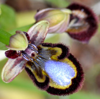 Ophrys speculum, Пелопоннес, март 2012